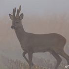 Rehbock im Nebel 