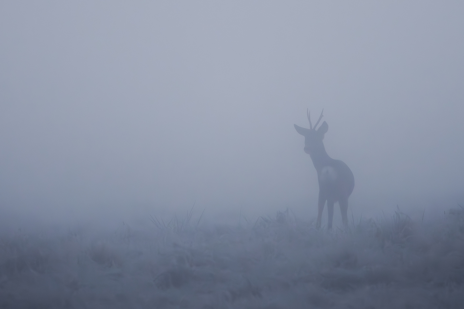 Rehbock im Nebel