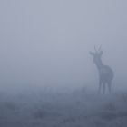 Rehbock im Nebel