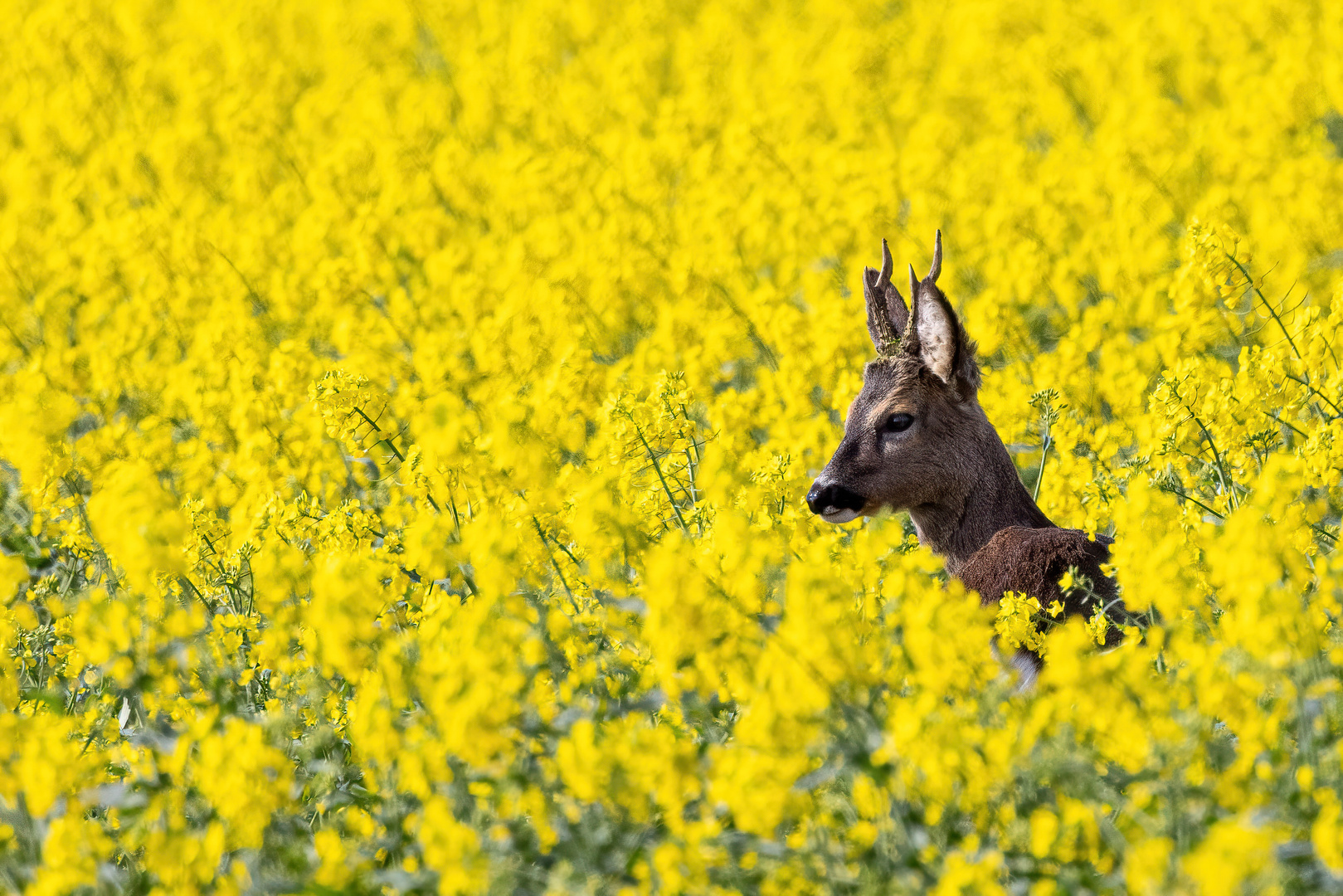 Rehbock im Raps