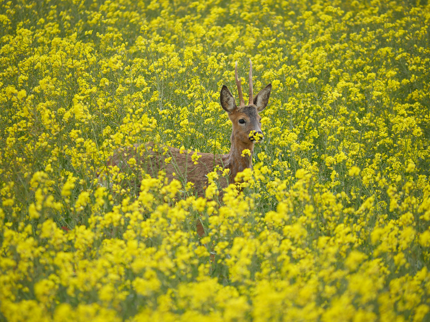 Rehbock im Raps