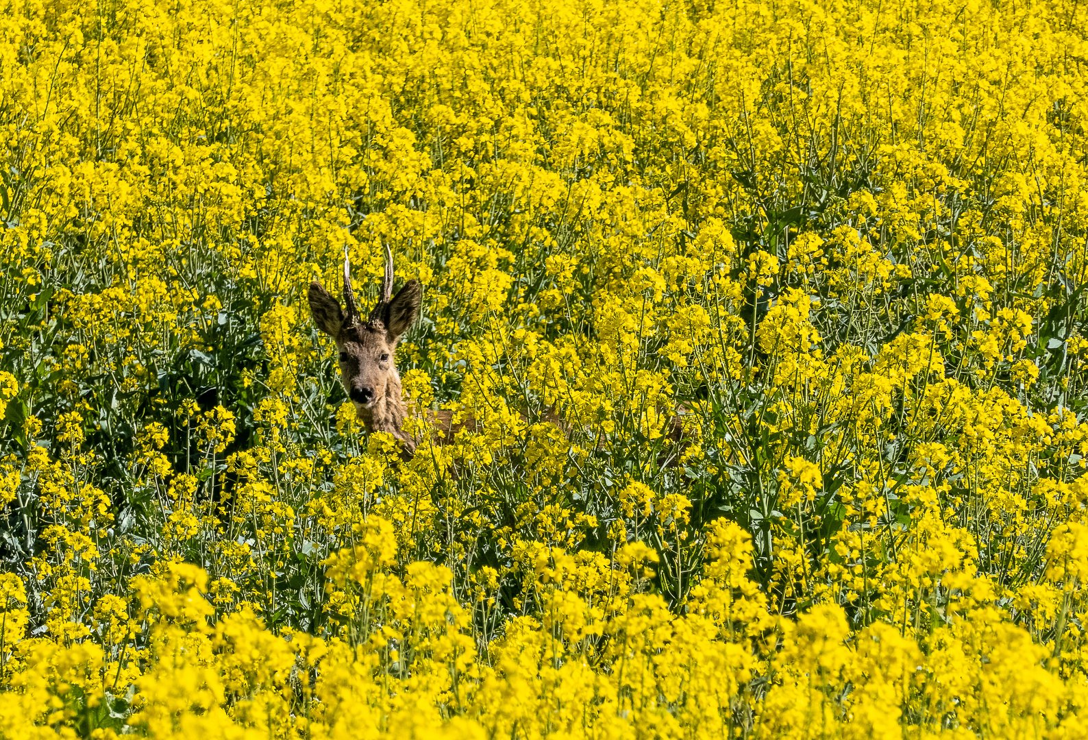 Rehbock im Rapsfeld