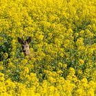 Rehbock im Rapsfeld