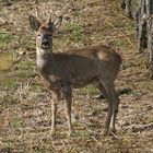 Rehbock im Rebberg (Hallau)