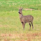 Rehbock-im-Rottal-nadia-baumgart