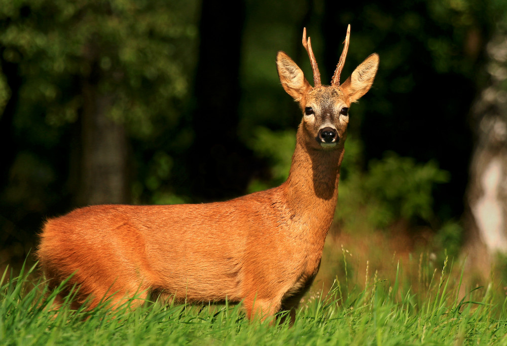 Rehbock im Sommer