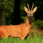 Rehbock im Sommer