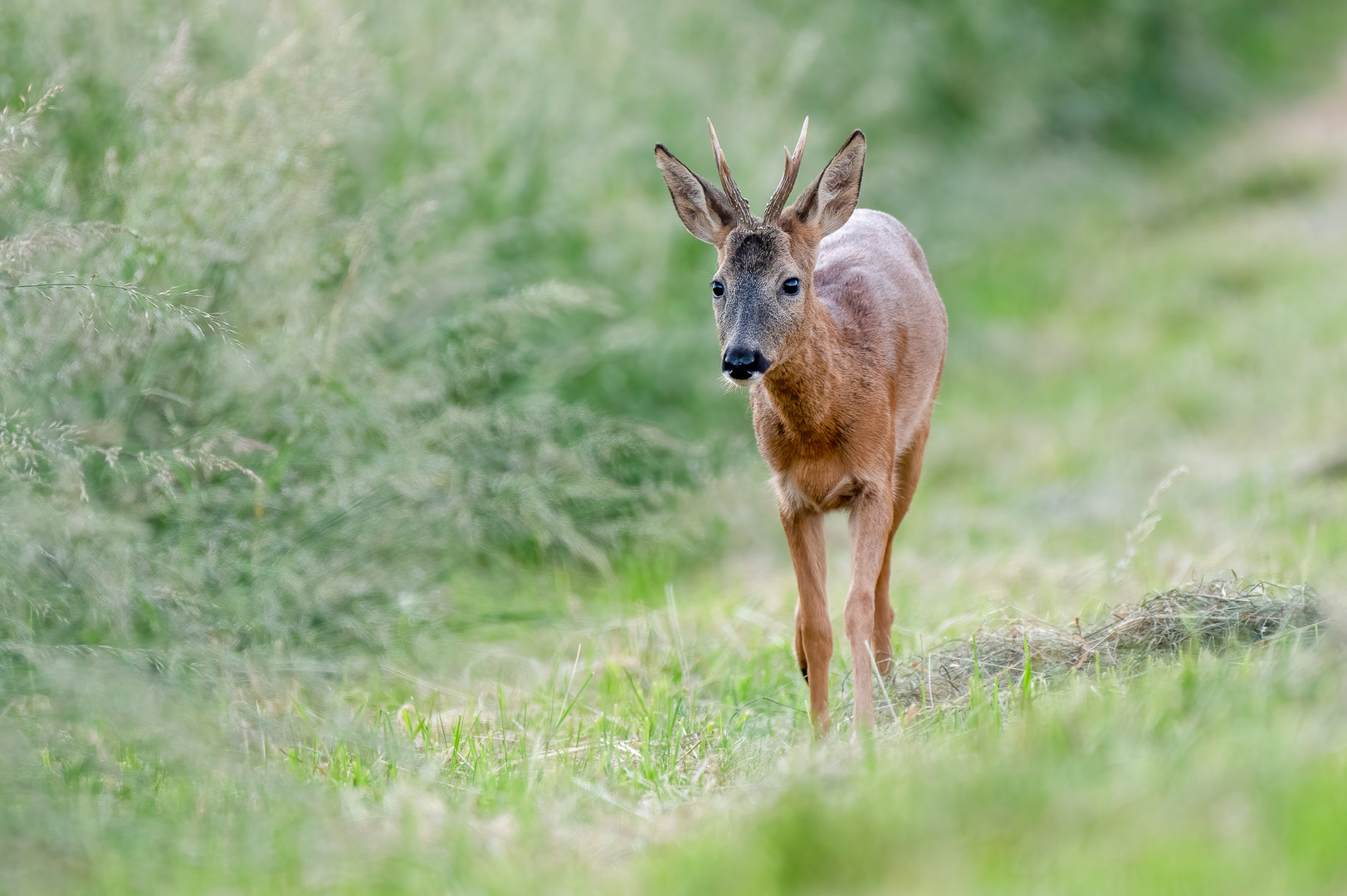 Rehbock im Sommer 