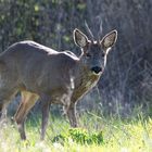 Rehbock im Sonnenlicht