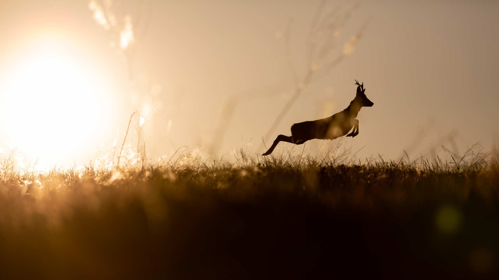 Rehbock im Sonnenuntergang