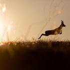 Rehbock im Sonnenuntergang