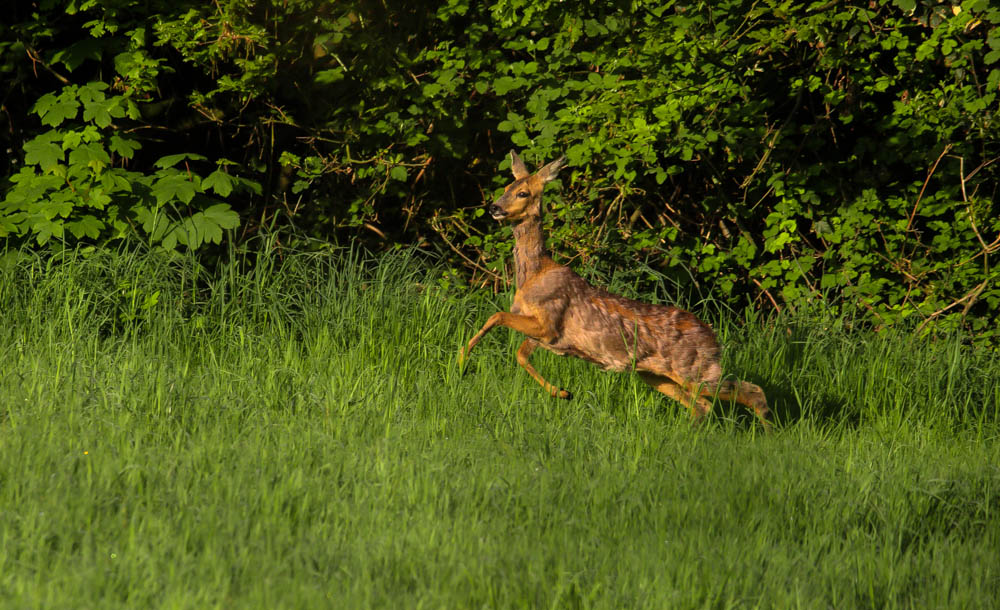 Rehbock im Sprung