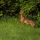 Rehbock im Sprung