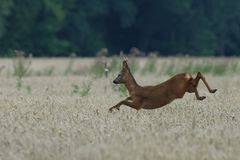 Rehbock im Sprung