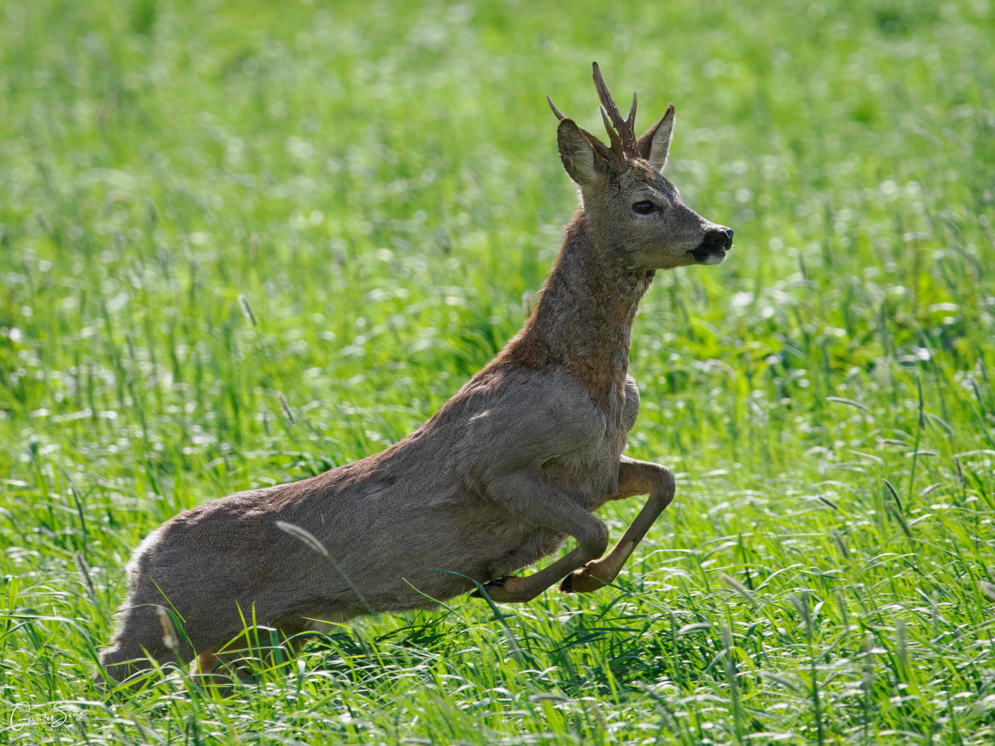 Rehbock im Sprung...