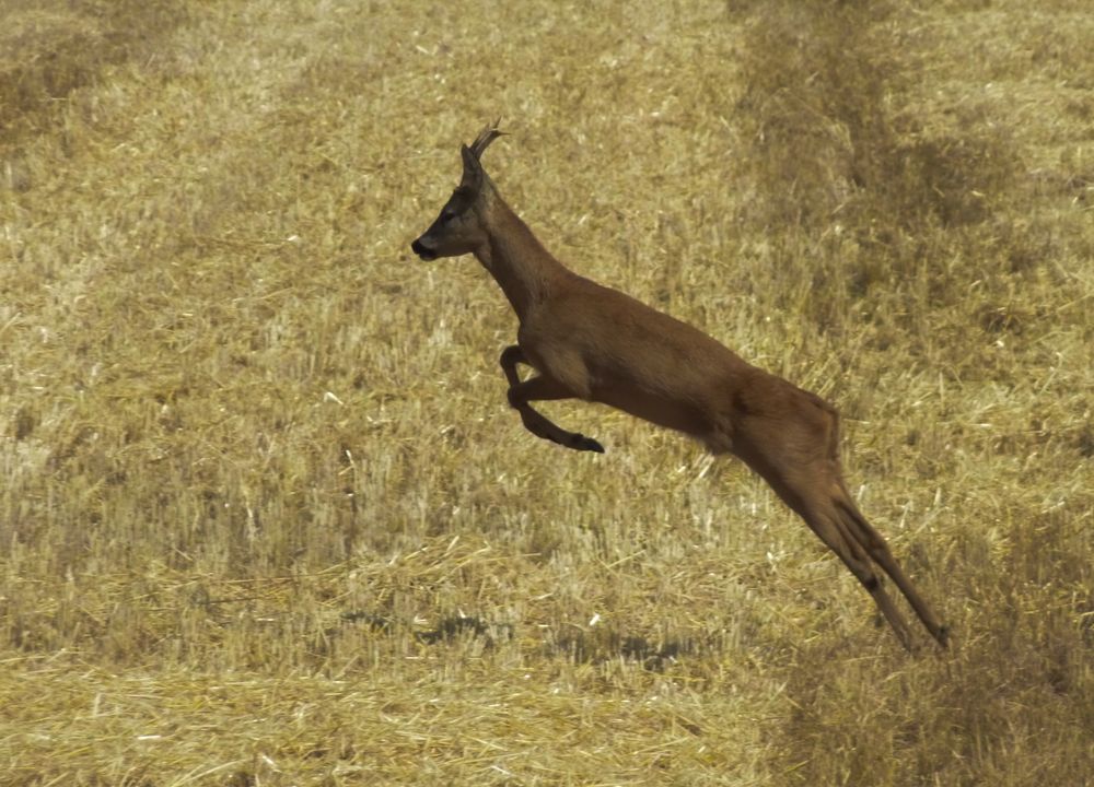 Rehbock im Sprung