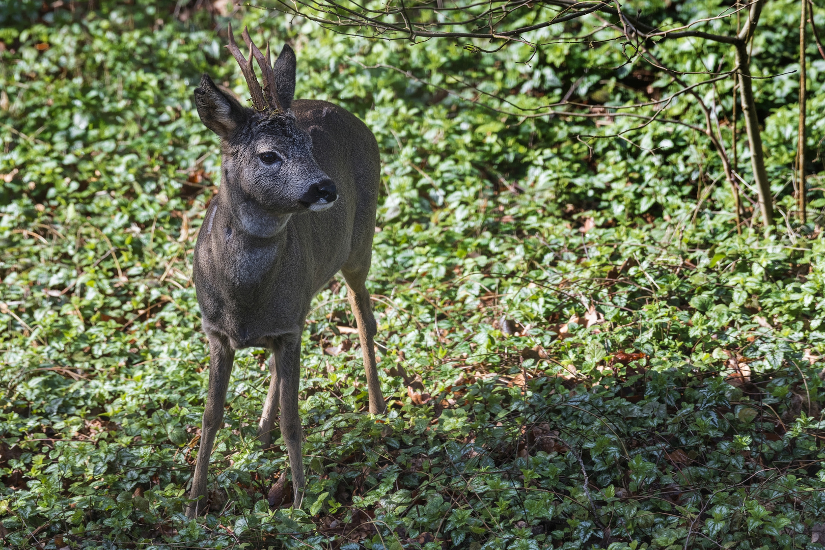 Rehbock im Unterholz