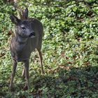 Rehbock im Unterholz