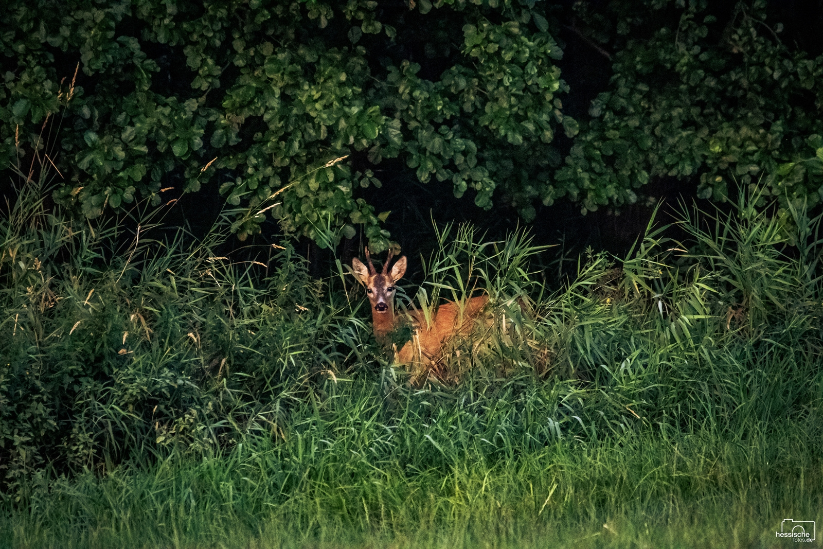 Rehbock im Versteck