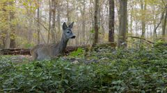Rehbock im Wald