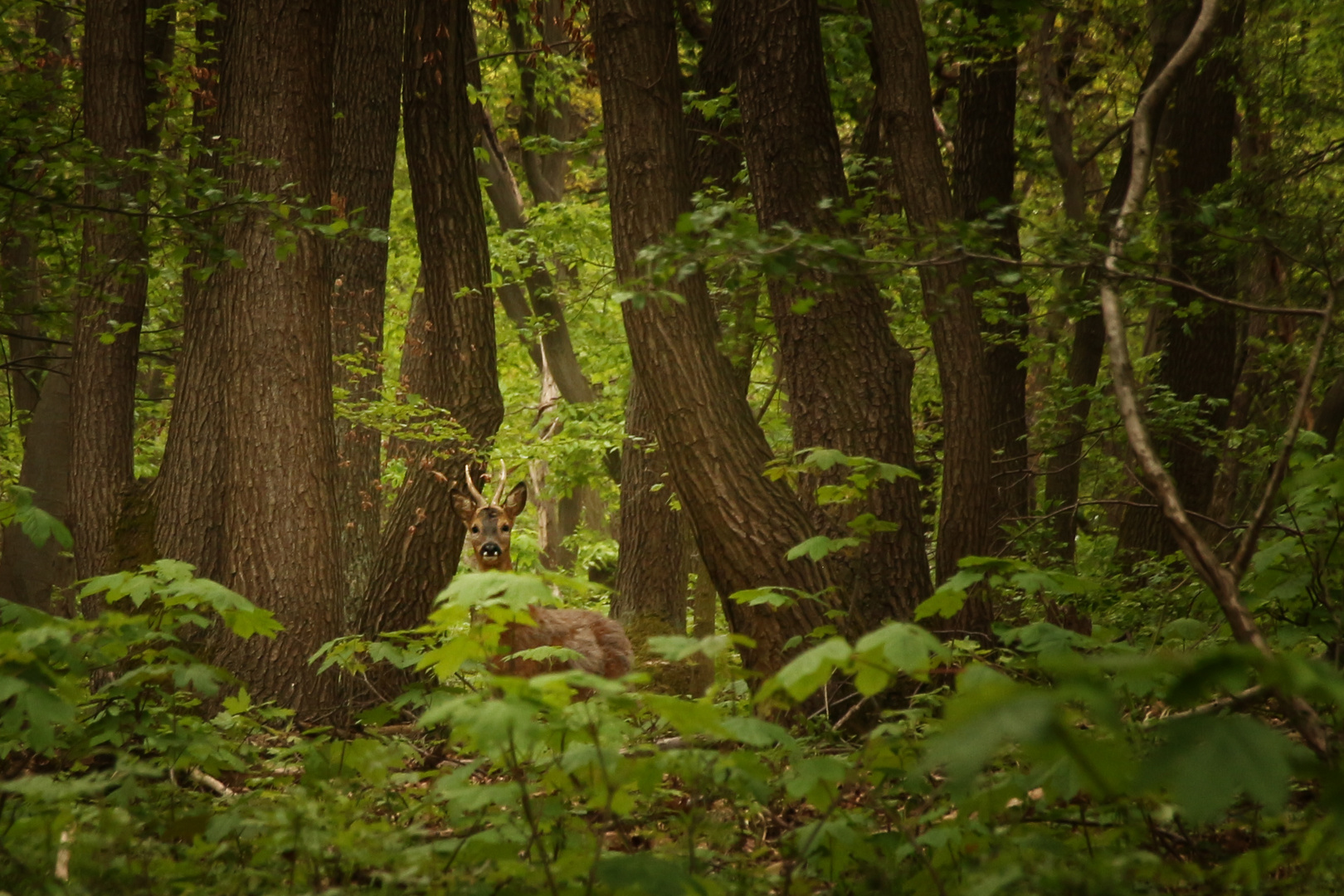 Rehbock im Wald