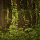 Rehbock im Wald