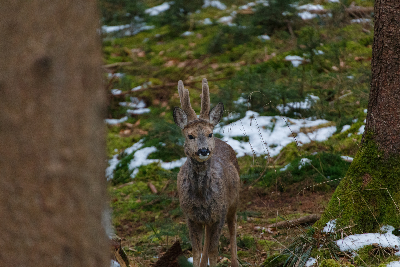 Rehbock im Wald