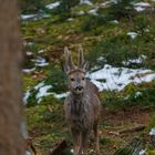 Rehbock im Wald