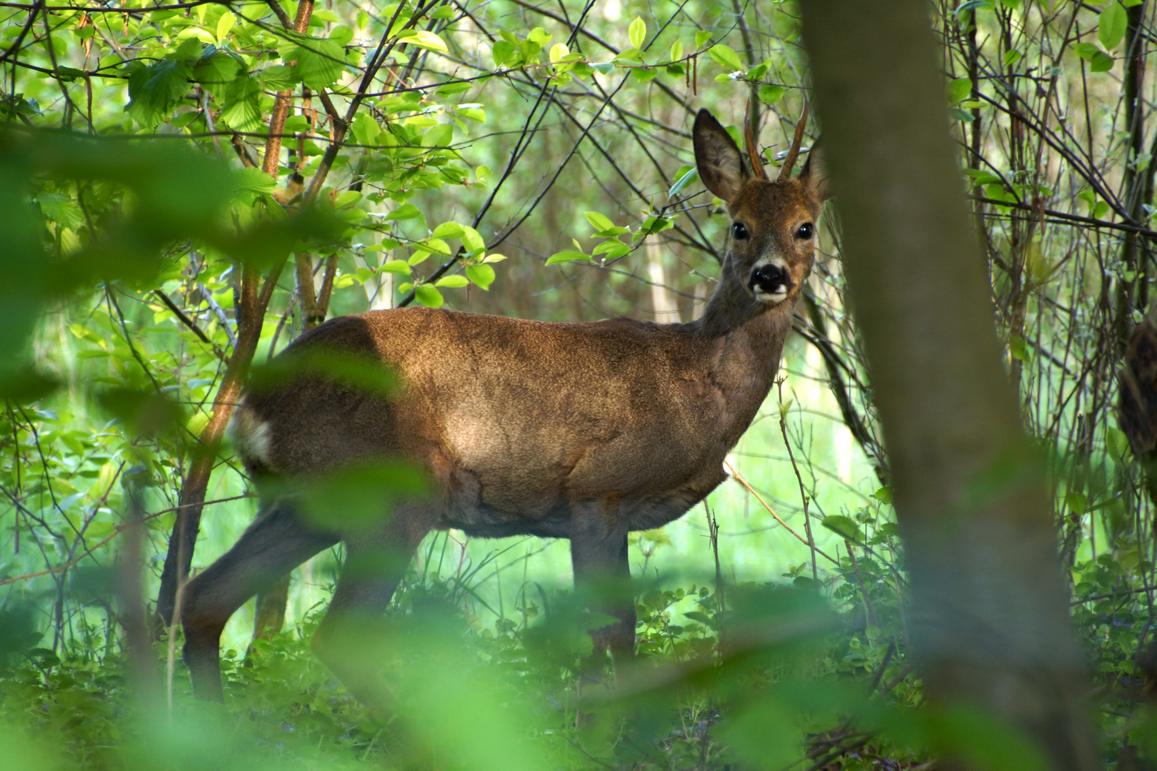 Rehbock im Wald Foto Bild tiere wildlife wildlife Rehbock im Wald Foto Bild tiere wildlife wildlife
