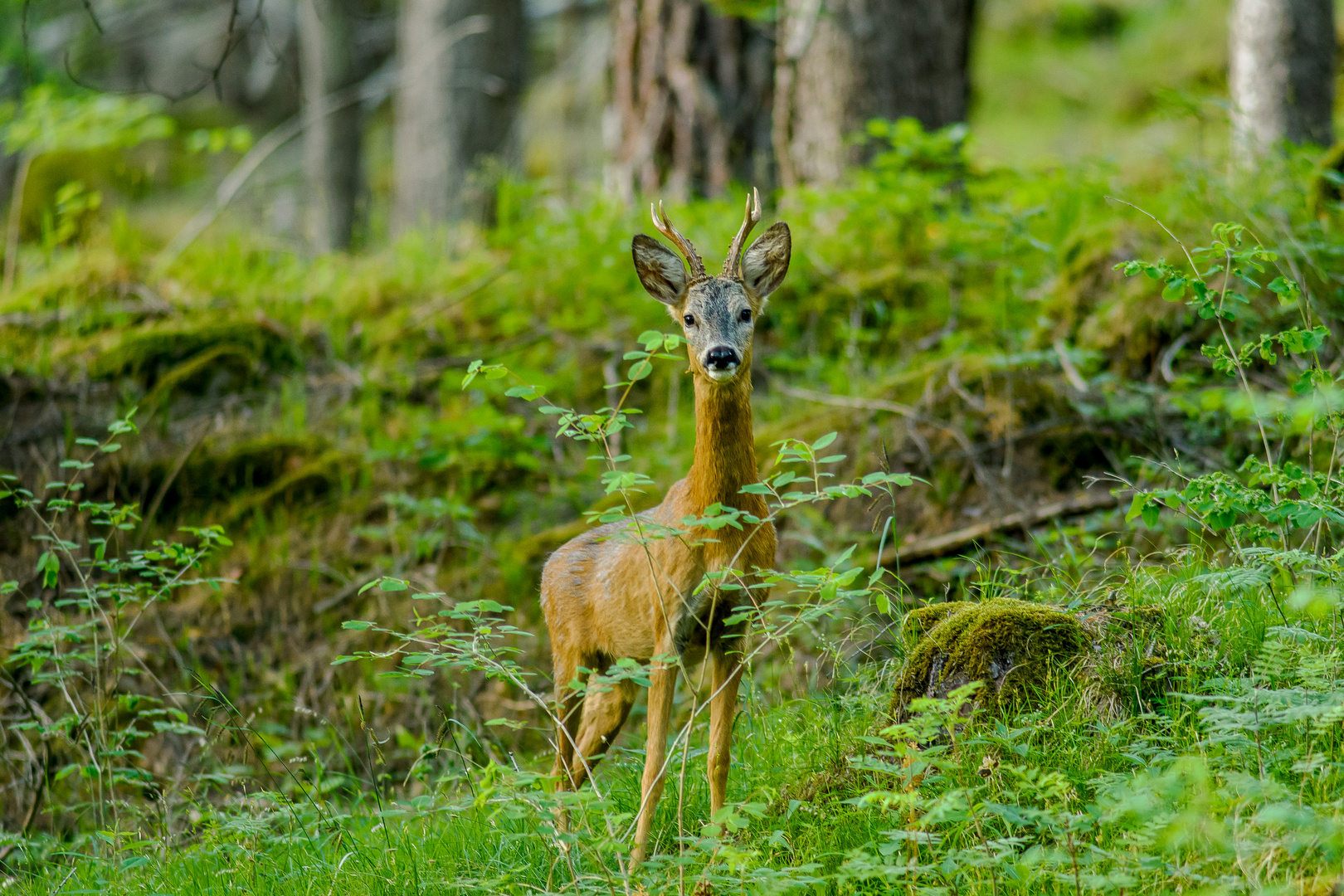 Rehbock im Wald