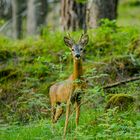 Rehbock im Wald