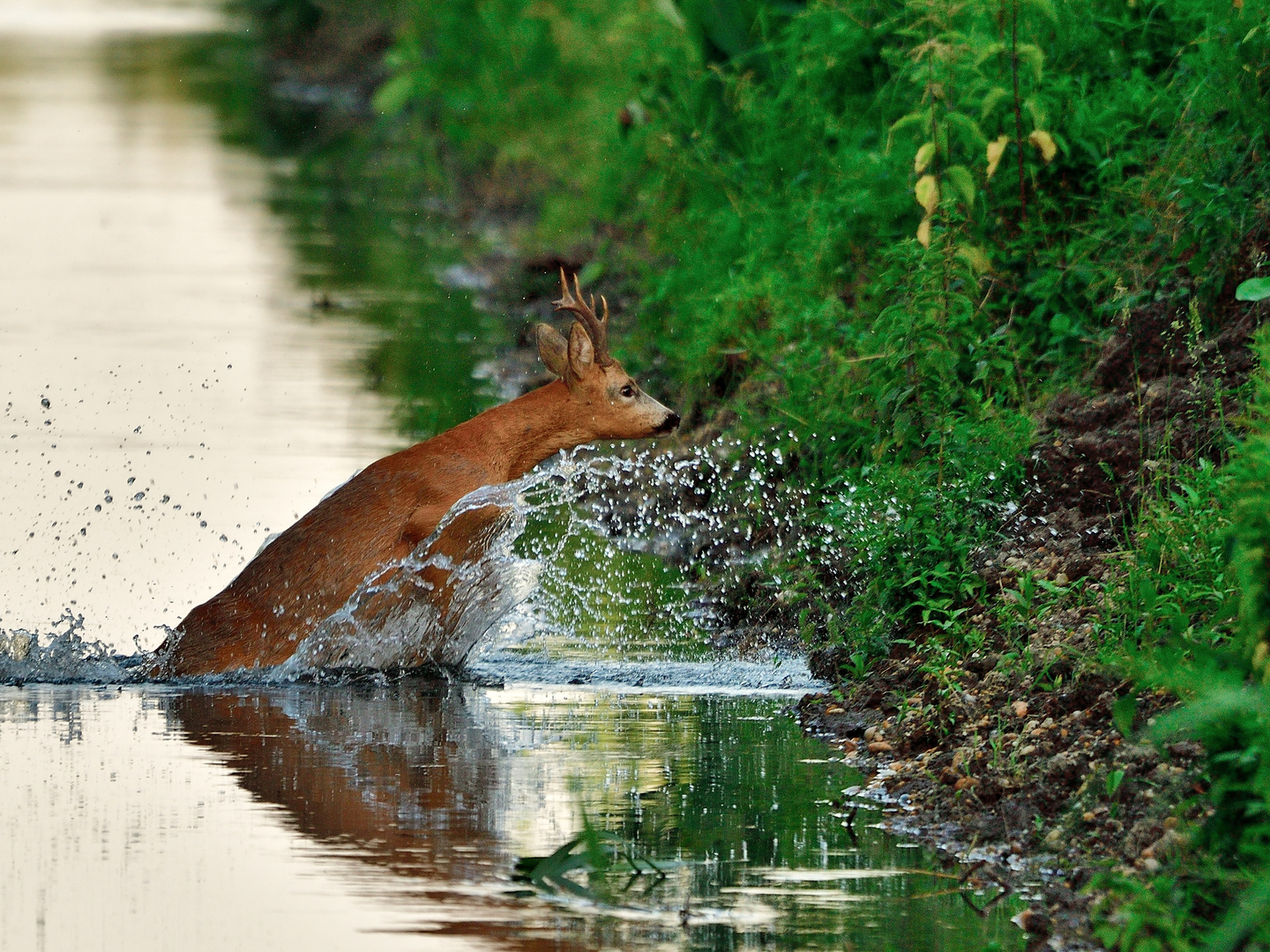 Rehbock im Wasser