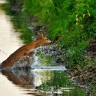 Rehbock im Wasser