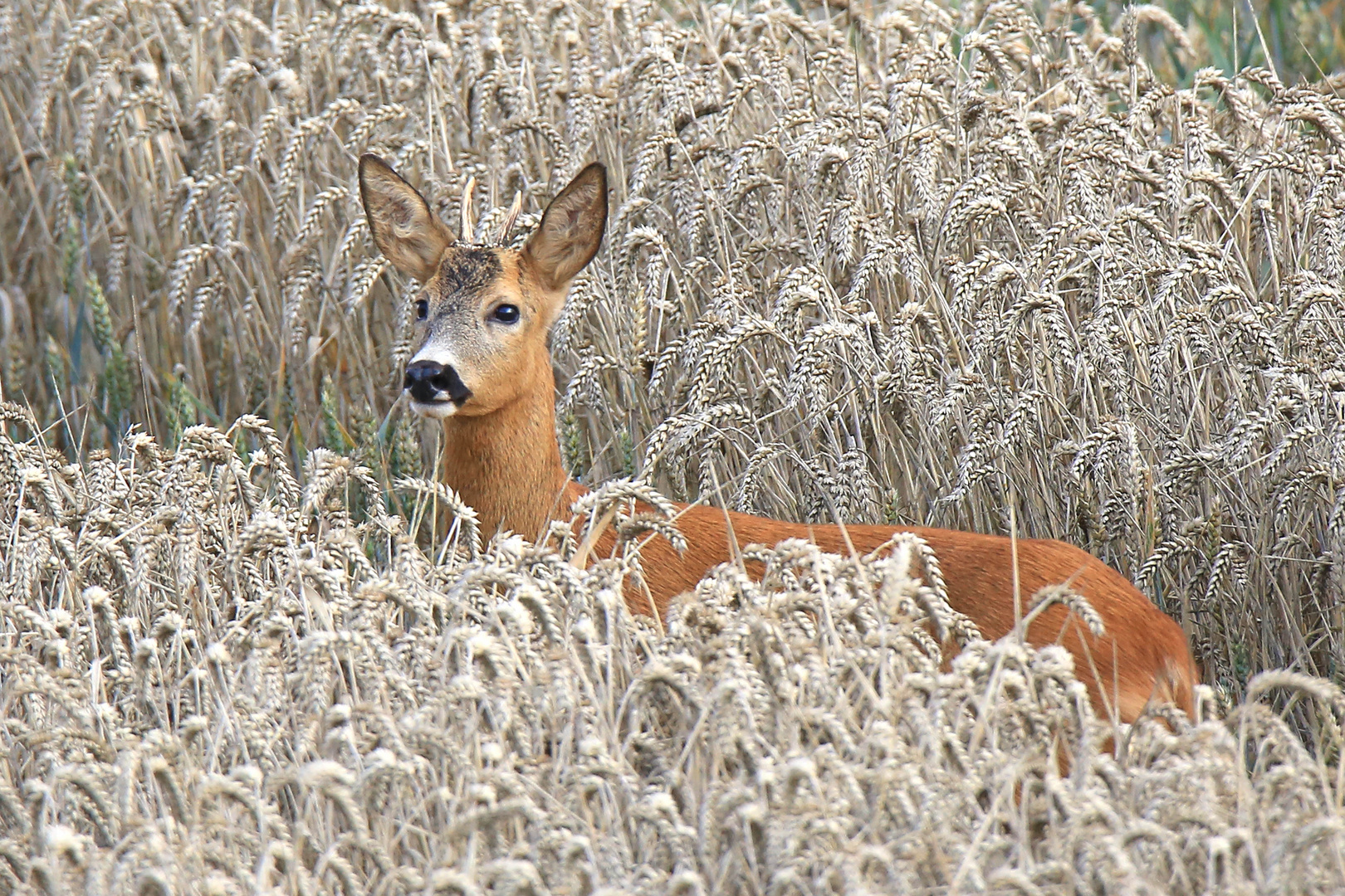 Rehbock im Weizen 