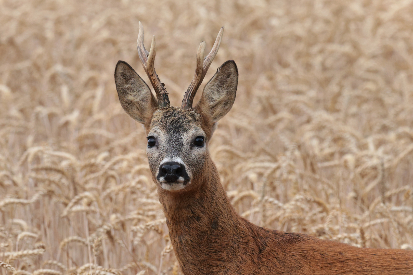 Rehbock im Weizenfeld