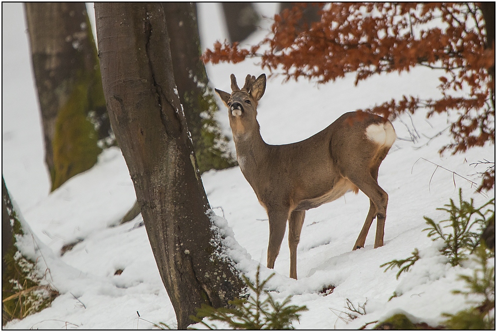 Rehbock im Winter