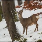 Rehbock im Winter