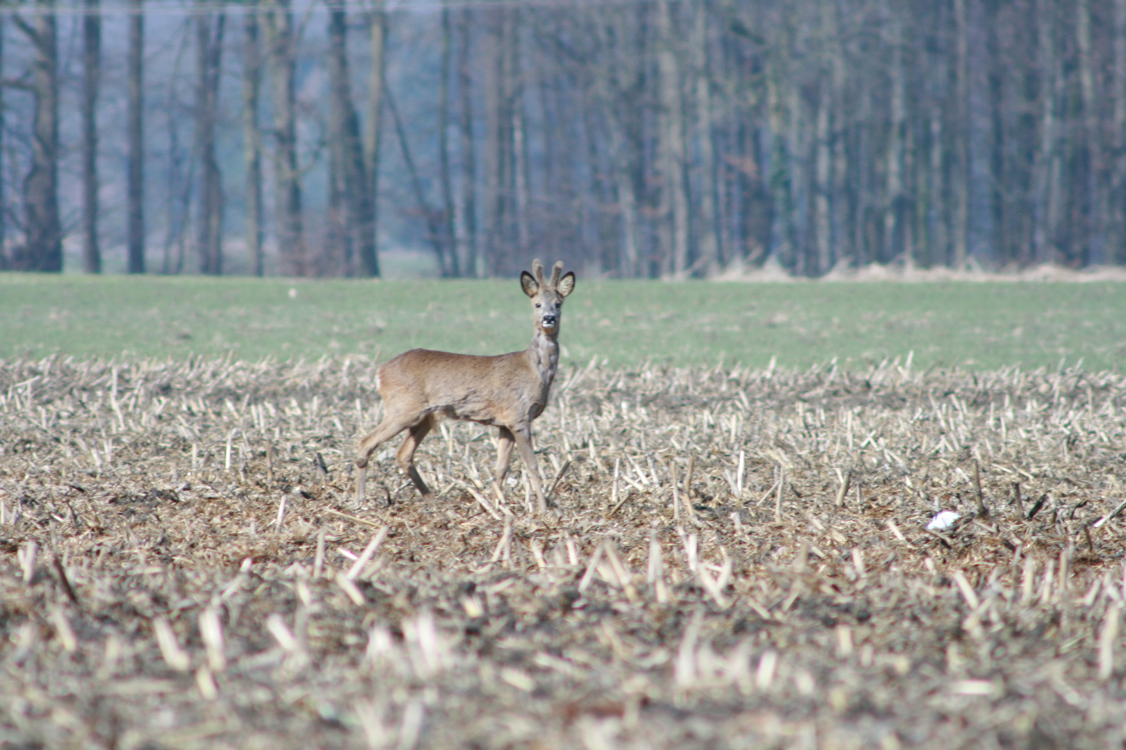 Rehbock in Bast