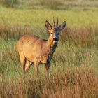 Rehbock in den Ahsewiesen bei Lippborg