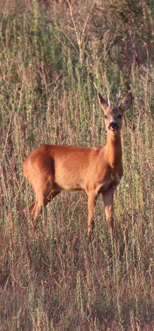 Rehbock in der Abendsonne