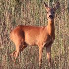 Rehbock in der Abendsonne