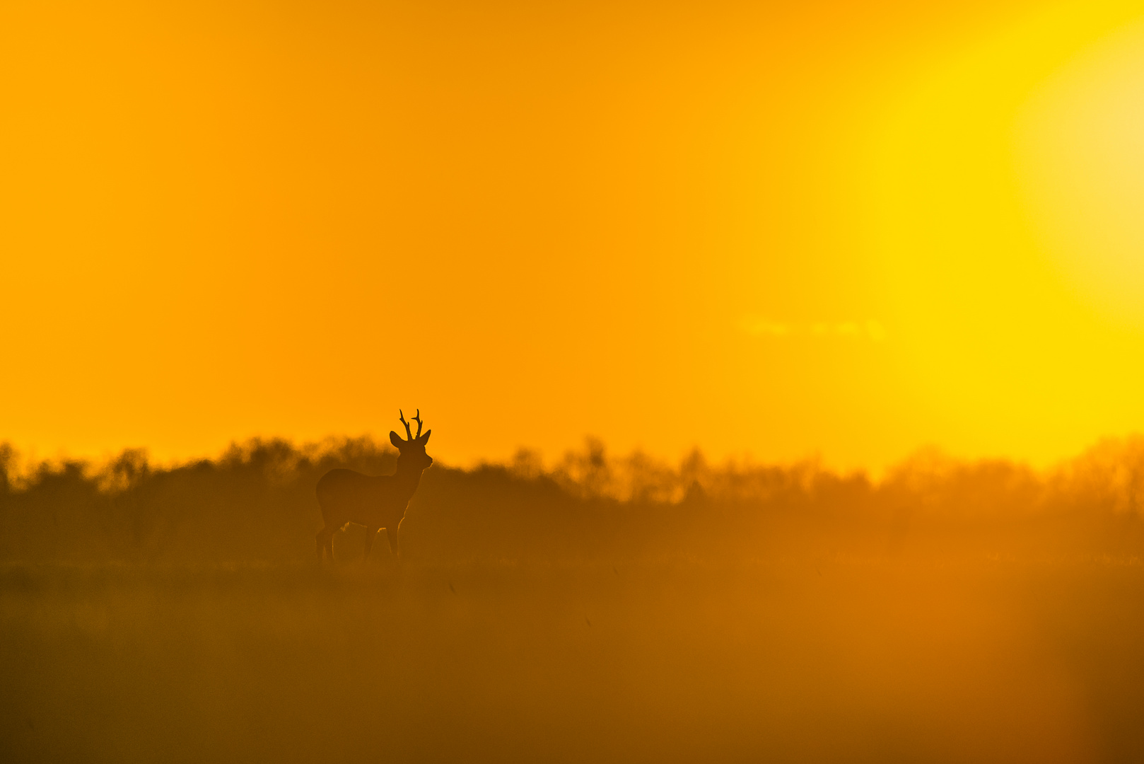 Rehbock in der Abendsonne