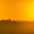 Rehbock in der Abendsonne