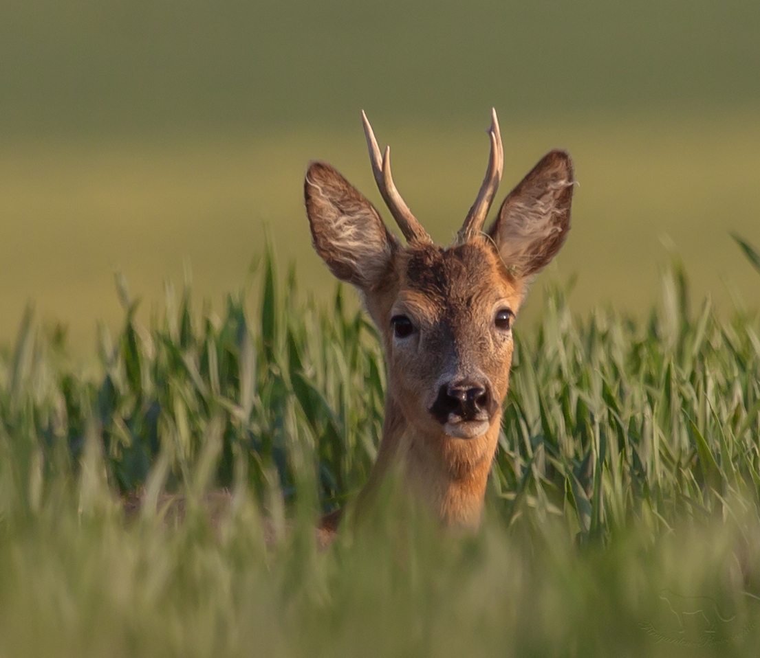 Rehbock in der Abendsonne