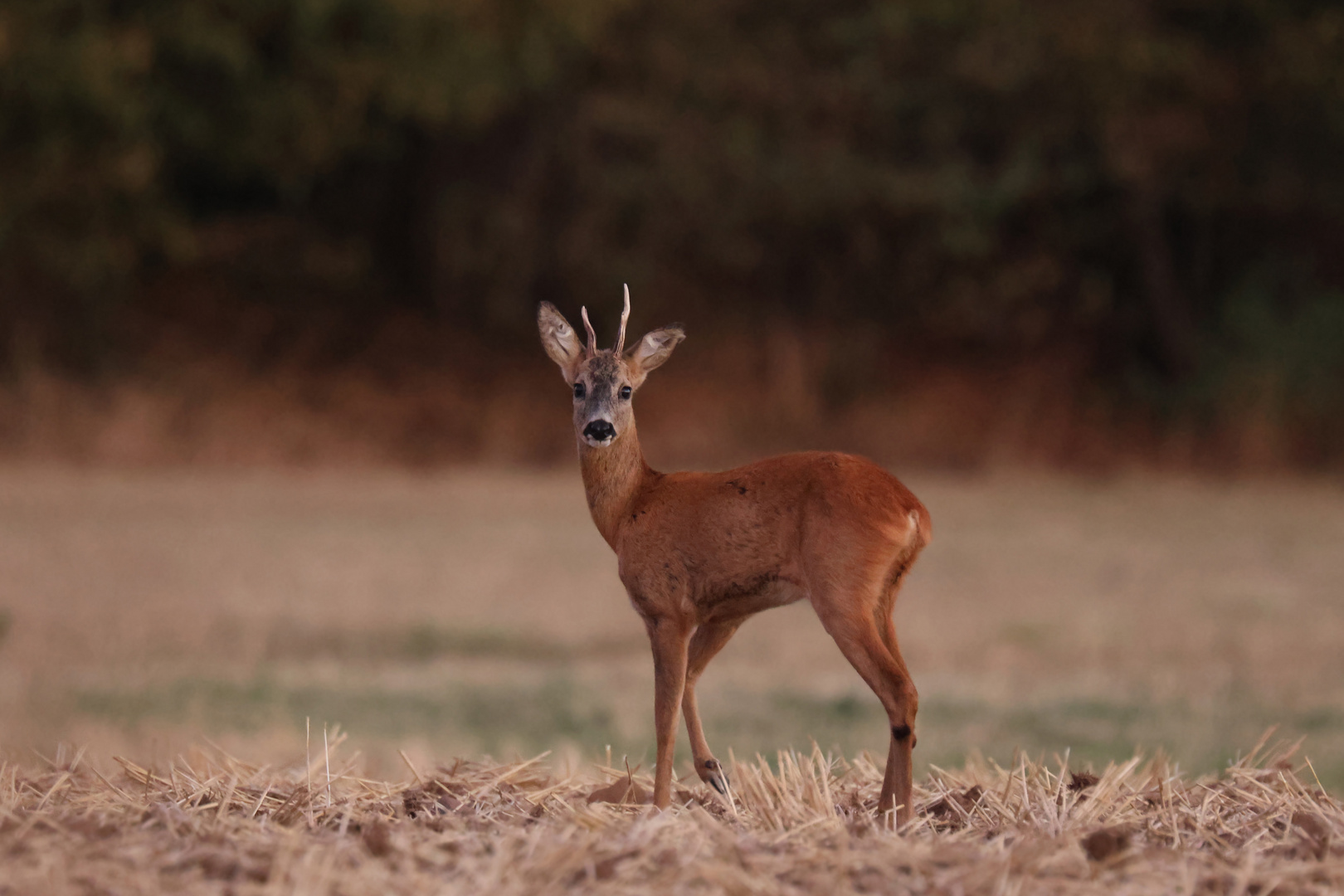 Rehbock in der Abendsonne