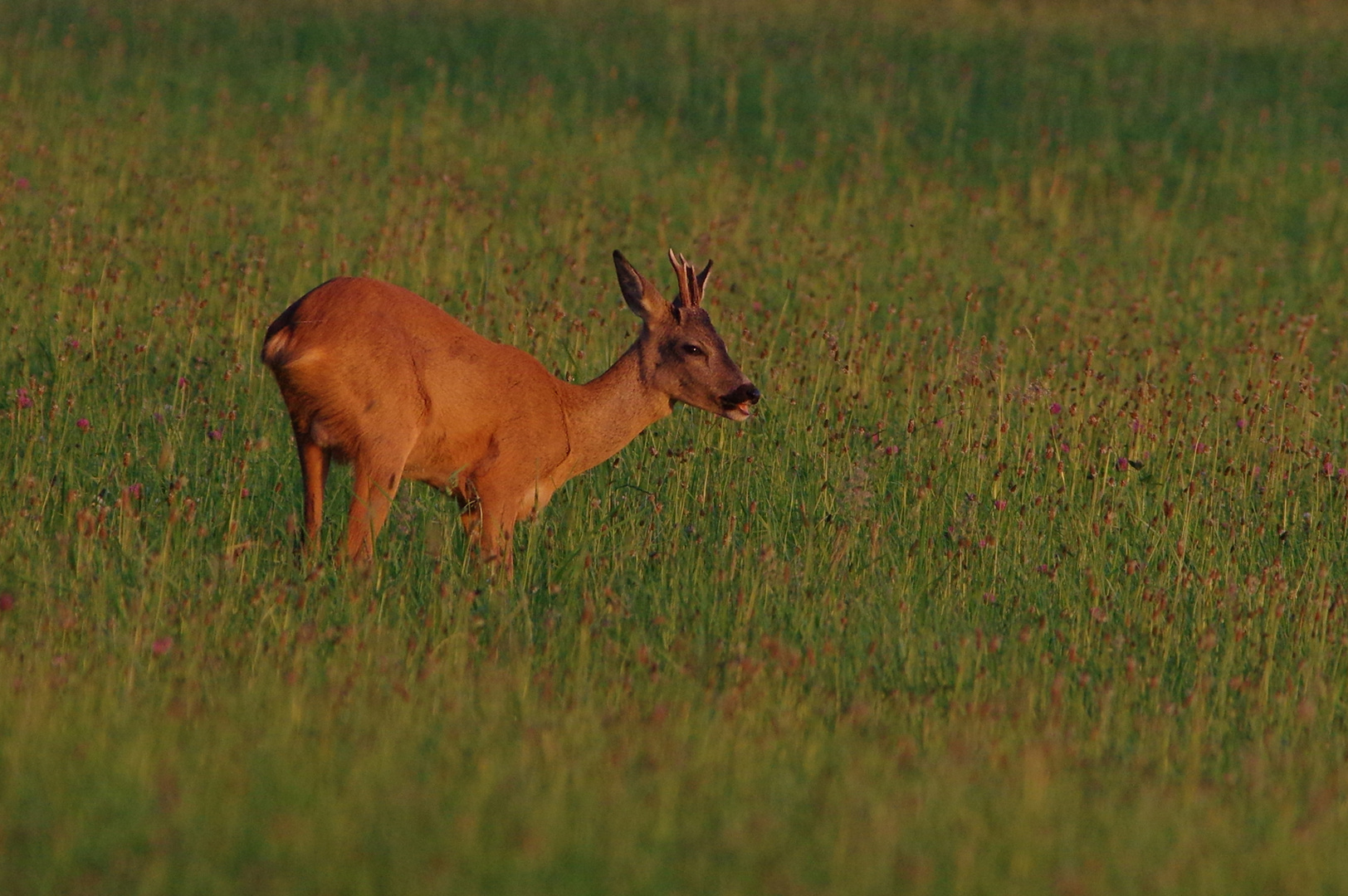 Rehbock in der Abendsonne