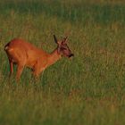 Rehbock in der Abendsonne