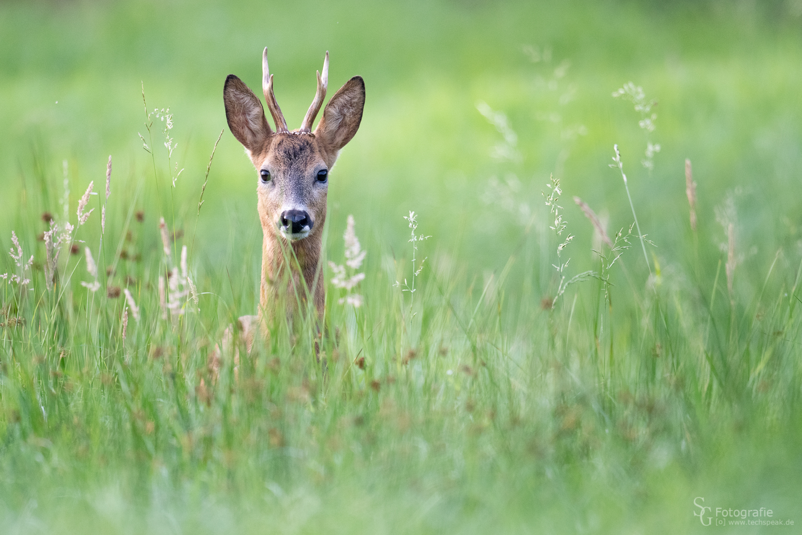 Rehbock in der Blattzeit (Paarungszeit)