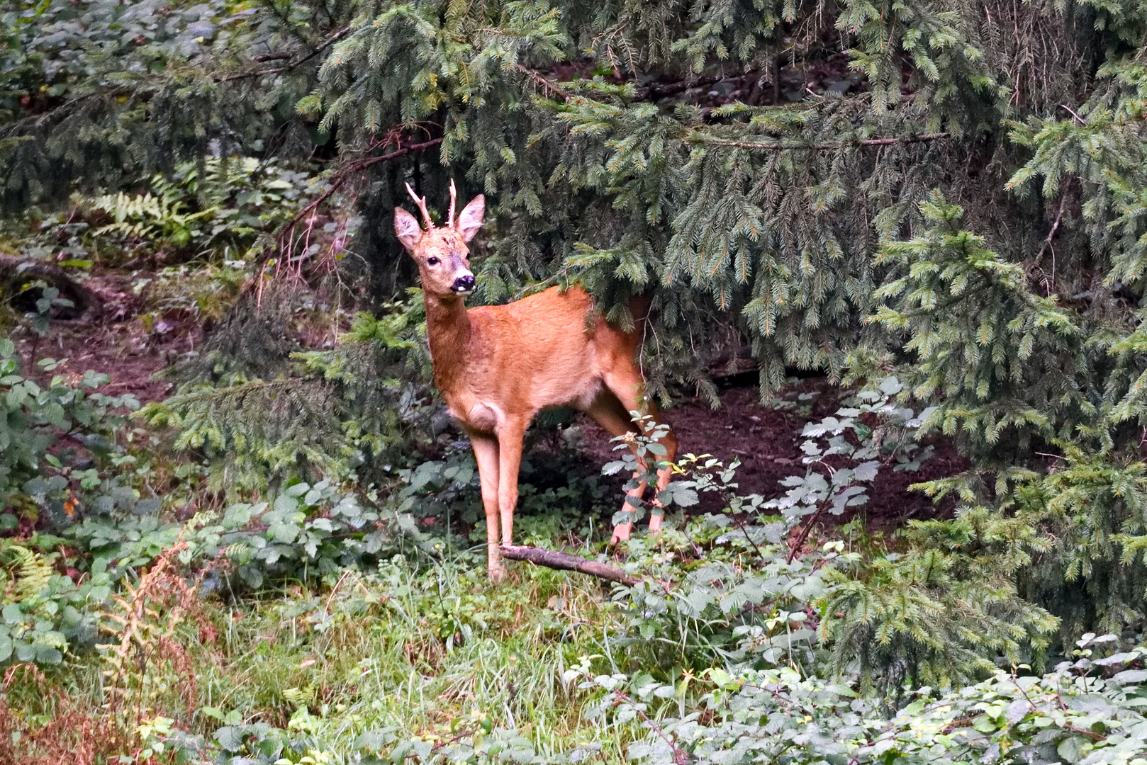 Rehbock in der Brunft