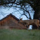  ***  Rehbock in der Frühe  ***